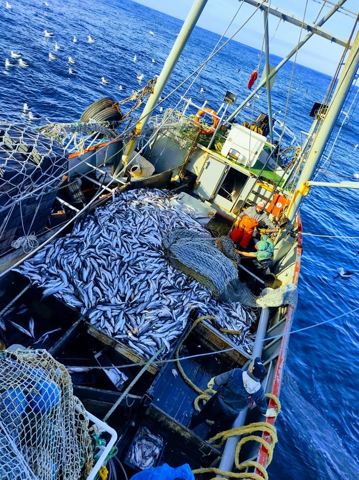 Fish prepared for sale